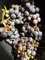 5 Vitis Lambrusca pépins de raisin