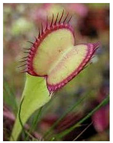 Dionaea muscipula Seiter Klon rote Linie aussen - Venusfliegenfalle - 3 Samen
