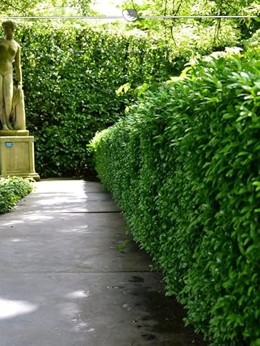 Kirschlorbeer Novita 160-180 cm IM TOPF. 18 St. Sichtschutz Lorbeer Pflanzen