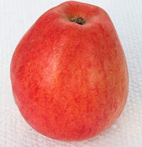 Apfelbaum Nathusius Taubenapfel 60-80cm - würzig und zimtartig - lebende Gartenpflanze aus den Baumschulen
