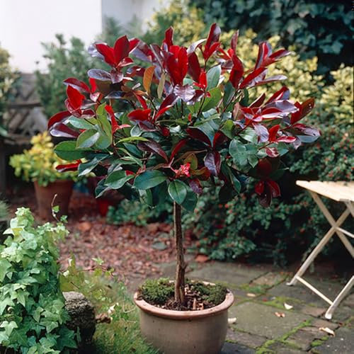 YouGarden Photinia 'Little Red Robin' Standard Trees in 3L Pots 70-80cm Tall, Supplied as a Pair of Photinia Standard Trees in Pots, Ready to Planted Out