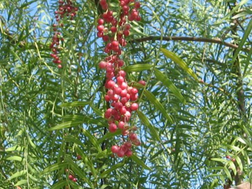 Pfeffer, Kalifornien Baum, Schinus Molle, Rosa Pfeffer, 10 Samen! Groco