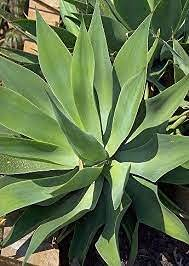 Aamish 15 Stück FOXTAIL AGAVE ATTENUATA Aloe Sukkulenten Pflanzensamen