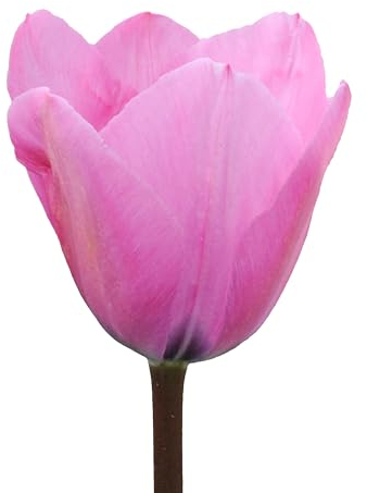 Tulpenzwiebeln 32 x ’Janis Joplin’ – The Bulb Farmers - Frühjahr – in den Niederlanden gezüchtet - Tulpen Zwiebeln – Blumenzwiebeln