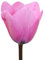 The Bulb Farmers - 64 x Tulpe 'Janis Joplin' - Rosa - Blumenzwiebeln direkt vom Züchter - Frühjahrsblüher - Zwiebelgröße Z 12- (die optimale Größe für den Garten)