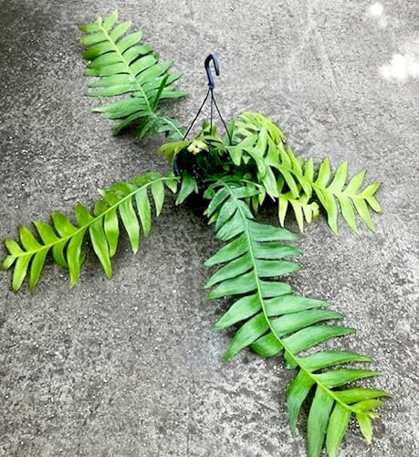 POWERS TO FLOWERS - EPIPHYLLUM CHRYSOCARDIUM, LINGUA DI SUOCERA ZIG ZAG, RHIPSALIS, BASKET 15CM DIAMETRO, pianta vera