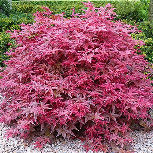 GardenersDream Beni-Maiko Acer palmatum Tree - Colourful Deciduous Japanese Maple Garden Plant - Outdoor Garden Ready Acer Plant - All Year Round Outdoor Plants for Gardens