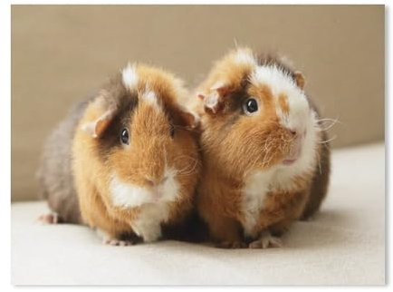 BEAYODKP Malen Nach Zahlen Erwachsene,Zwei niedliche Meerschweinchen,DIY Handgemalt Ölgemälde Kit für Anfänger und Erwachsene,kreatives Geschenk, Home Deko(20x30cm) 7.8x11.8 Zoll-301