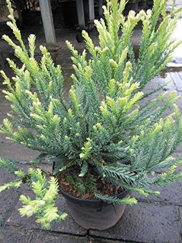 Sequoia sempervirens Adpressa - Küstenmammutbaum