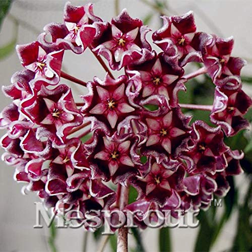 Bloom Green Co. Rare Hoya kerrii Bonsai Balcone Fiore Hoya kerrii Bonsai bellissimo giardino Orchidee Bonsai -100 PCS: 1