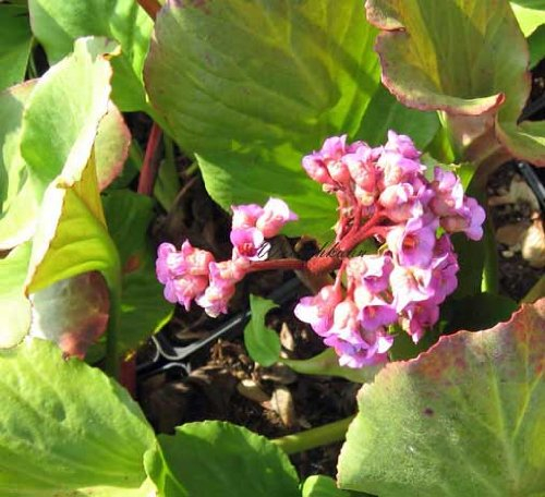 Staudenkulturen Wauschkuhn Bergenia Hybride 'Vorfrühling' - Bergenie - Staude im 11cm Topf
