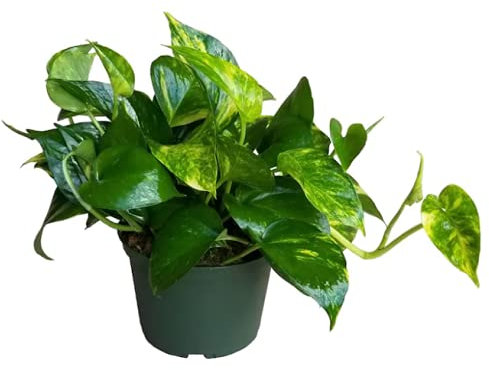 Potho Planta de Interior Epipremnum Aureum Planta Natural