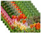 Wasserdichte abwischbare waschbare Tischsets Platzsets Frühling Tulpe Blume Bloom