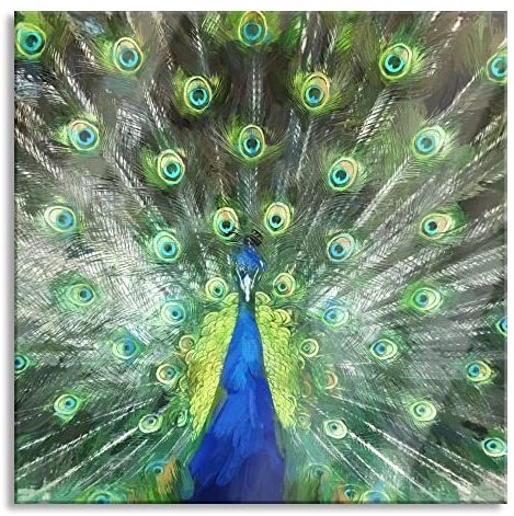 Pixxprint Glasbild, Wandbild auf Echtglas, Pfau mit seinem Gefieder, 40x40 cm, inkl. Aufhängung und Abstandshalter