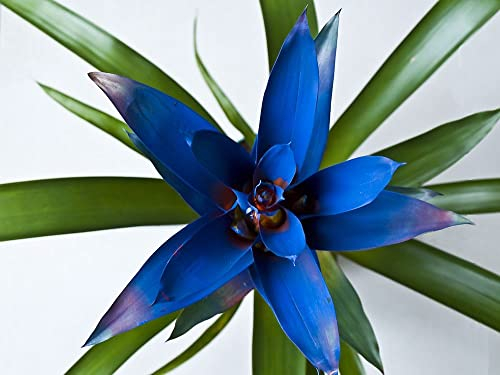 ZECHONDRA Neue 100pcs Bromelie Pflanzensamen Blau