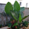Bulbo oreja de elefante, Bulbos Colocasia,Rara,Bulbos de alocasia,Bulbo dell'orecchio di elefante, Winterharte, Pianta perenne, Naturale-3 Bulbo-D