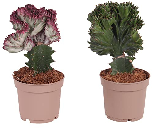 Plant in a Box - Mezcla de euforbias - Mezcla de 2 - Euphorbia Lactea Cristata, Euphorbia Lactea Frankii - Hermosa mezcla de suculentas - Maceta P12 - Altura 25-30cm