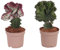 Plant in a Box - Euphorbia - 2er Mix - Euphorbia Lactea Cristata, Euphorbia Lactea Frankii - Schönen Mischung - Topf 12cm - Höhe 25-30cm