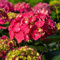 hortensien samen winterhart - gartendeko für draußen, balkonpflanzen hortensie samen, seltene pflanzen, wohnzimmer deko saatgut blumenbeet, exotische pflanzen winterhart blumenwiese 150pcs