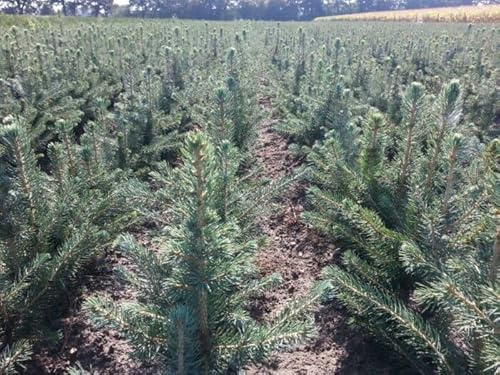 100st. Blaufichten picea pungens glauca 20-40cm Blaufichte Wurzelware Fichte Tanne Nadelgehölz Forstpflanzen Weihnachtsbaum