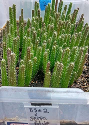 Semi di germinazione: Graines de cactus hybrides 100 Trichocereus SS02 x Peruvianus Serra Blue - San Pedro