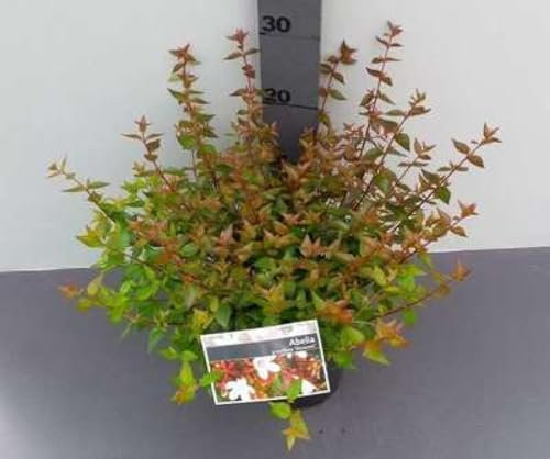 Abelia grand. 'Sherwood' - Großblumige Abelie Sherwood 25-30 cm Container