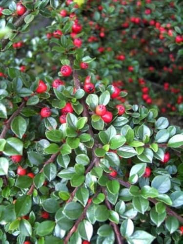 Cotoneaster horizontalis - Fächermispel - Zwergmispel Verpackungseinheit 1