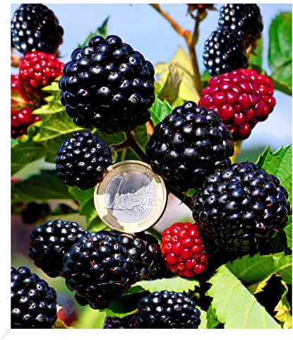 BALDUR Garten Zuckerbrombeere Asterina® 1 Pflanze, Rubus fruticosus winterhart Brombeerpflanze Brombeerstrauch, blühend, robuste Pflanze, Obst-Rarität
