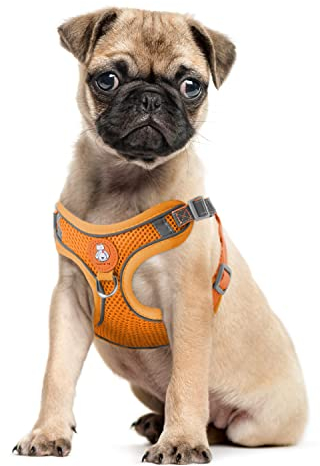 Hundegeschirr Katzengeschirr Set mit Leine ausbruchsicher - Antizug Geschirr mit Brustring Mesh Brustgeschirr für Katzen & kleine Hunde Orange S