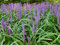 5 x Liriope muscari 'Big Blue' im 1 Liter Topf (Ziergras/Staude/Winterhart/Mehrjährig/Stauden/Immergrün) Lilientraube - Tiefblaues Leuchten für schattige Plätze - Schönheit - von Stauden Gänge