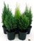 POWERS TO FLOWERS - CINQUE CONIFERE VASO 11CM, Piante vere