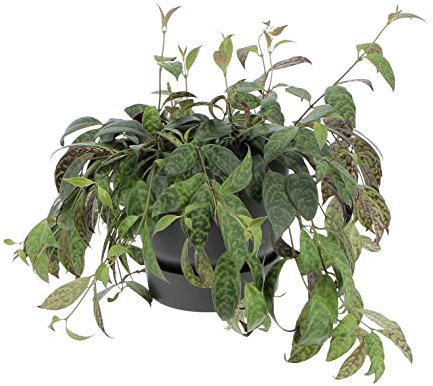 KENTIS - Aeschynanthus Marmoratus - Plante de Aeschynanthe - Vraies Plantes Grimpantes Ornementales - Plantes d'Intérieur - Pot de Ø 17 cm