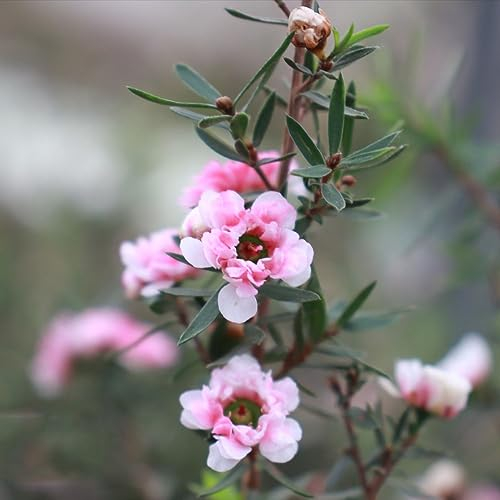 350 pcs manuka samen - bienenweide saatgut,Leptospermum scoparium, robuste balkonpflanzen winterhart winterharte pflanzen für garten blumenwiese samen kleines geschenk für frauen