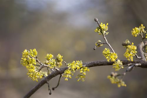 Kornelkirsche 'Aurea' 125-150 cm Ballen Cornus mas Heckenpflanze winterhart