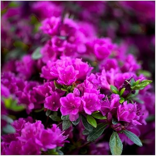 GrowOn Shrubs [x2] Dwarf Japanese Azalea Japonica 'Diamant Purple' | Multi-Pack | Evergreen Shrubs | Outdoor Garden Ready Plants | Spring Flowering | Purple Flowers