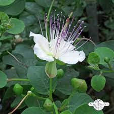 50 Stück Fiori di Cappero Cespuglio
