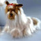 EBO 48827 - Hund Yorkshire Terrier 27 cm braun