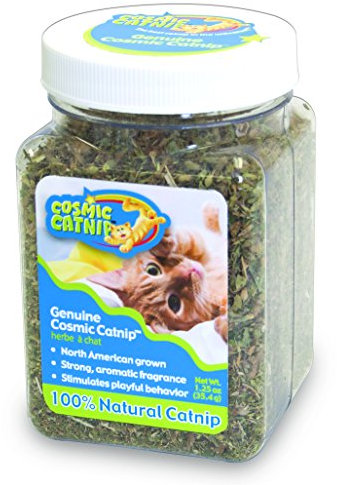 Our Pets Pot à Herbe à Chat Chat Herbes, 1,25 Oz