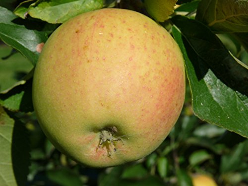 Apfel Golden Delicious Busch im 7,5 l Topf, 60 cm Stammhöhe