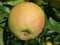 Apfel Golden Delicious Busch im 7,5 l Topf, 60 cm Stammhöhe