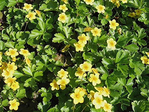 Waldsteinia ternata Dreiblättrige Matten-Waldsteinie immergrüner Bodendecker mit gelben Blüten im Topf gewachsen (10 Stück)
