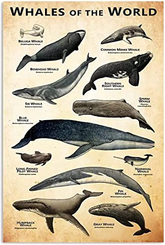 Whales Of The World Letrero de metal para decoración de pared, educación infantil, carteles de conocimiento, hogar, sala, aula, escuela, placa decorativa, 12.0 x 16.0 in
