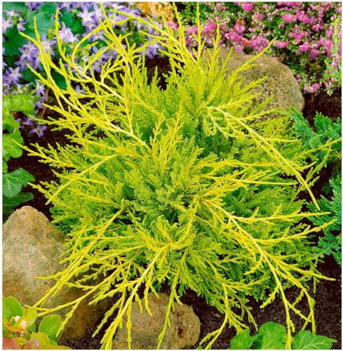 GrowOn Shrubs [x2] Dwarf Conifer Juniperus x Media 'Old Gold' | Multi-Pack | Evergreen Shrubs | Outdoor Garden Ready Plants