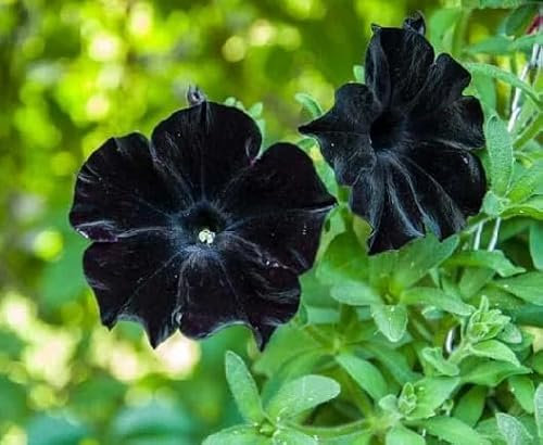 100 graines de fleurs de pétunia noires