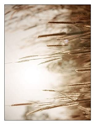 ABCWARRT Grünland Löwe Landschaft Kunst Leinwand Löwenzahn Malerei Reed Poster Und Malerei Heu Bilder Wandposter Für Wohnzimmer Dekor (10,40 * 60cm Kein Rahmen)