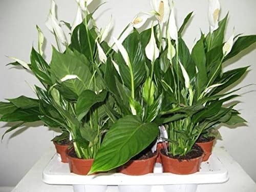 Generico SPATIFILIUM GRANDIFLORA, SPATIFILLO XXL in Vaso 17cm Diametro, pianta Vera Made in Italy