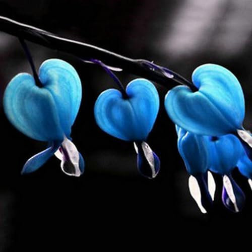 10 Stück Mehrjährige Kräuter Dicentra Spectabilis Blume Pflanze Blutende Herz Samen Gartensamen für das Pflanzen jetzt Blau