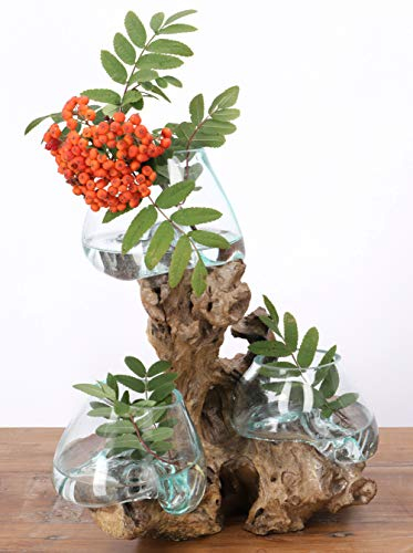 GURU SHOP Exotische Wurzelholz Vase mit 3 Gläsern - 3 xØ Glas bis 10 cm, Braun, Vasen & Blumentöpfe