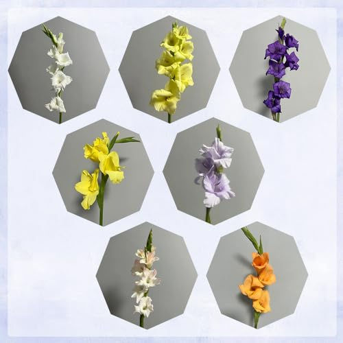 30 piezas mezcla de bulbos de gladiolo, Gladiolus, regalos sostenibles, decoraciones vegetales tubérculos de gladiolos Plantas resistentes en macetas, flores para balcones. flores