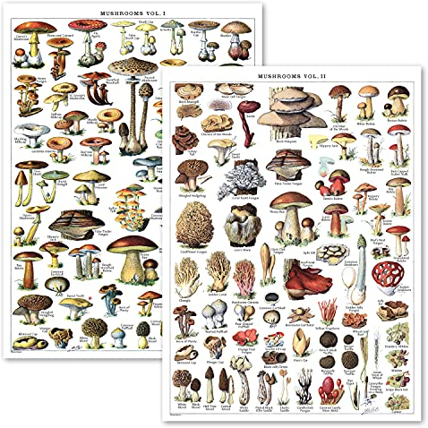 Vintage Pilz-Posterdrucke – Mykologie & Pilze Botanische Identifikation Referenztabelle Band 1 & 2 (laminiert, 45,7 x 61 cm)